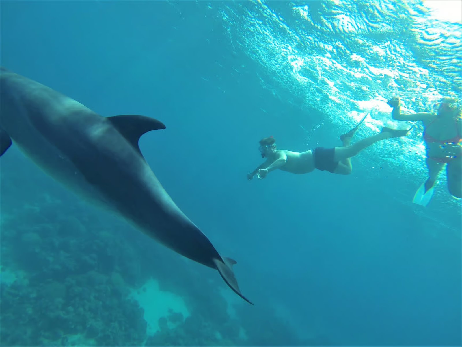 Dolphin House Snorkeling Hurghada Excursion in Egypt